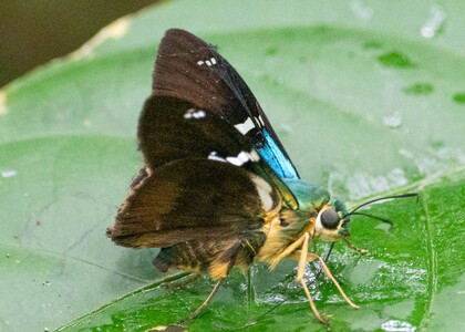 The butterfly Telegonus fulgerator complex photographed in Ecuador