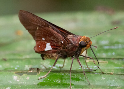 The butterfly Aides brino photographed in Ishpingo Pakcha,Ecuador