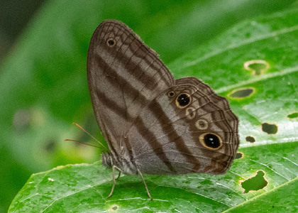 The butterfly Deltaya sp. photographed in Ecuador