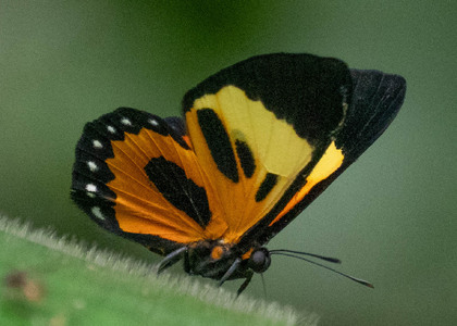 The butterfly Themone pais trivittata photographed in Ecuador