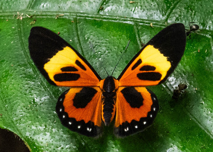 The butterfly Themone pais trivittata photographed in Ecuador