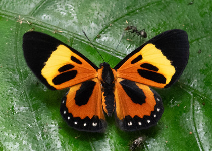 The butterfly Themone pais trivittata photographed in Ecuador