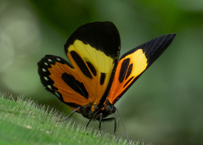 The butterfly Themone pais trivittata photographed in Ecuador