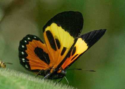 The butterfly Themone pais trivittata photographed in Ecuador