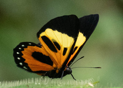 The butterfly Themone pais trivittata photographed in Ecuador