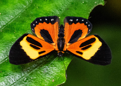 The butterfly Themone pais trivittata photographed in Ecuador