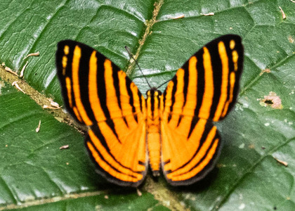 The butterfly Hyphilaria parthenis photographed in Ishpingo Pakcha,Ecuador