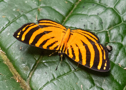 The butterfly Hyphilaria parthenis photographed in Ecuador