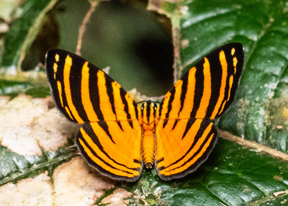 The butterfly Hyphilaria parthenis photographed in Ecuador