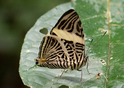 The butterfly Colobura dirce dirce photographed in Ishpingo Pakcha,Ecuador