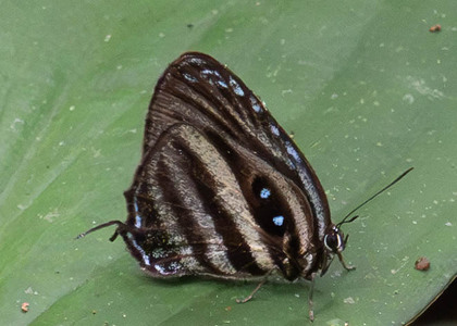 The butterfly Enos polka photographed in Ecuador