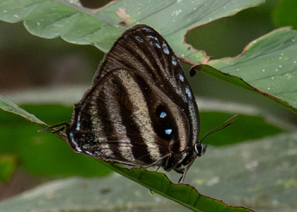 The butterfly Enos polka photographed in Ishpingo Pakcha,Ecuador