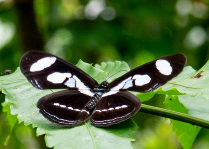 The butterfly Vila emilia photographed in Ecuador