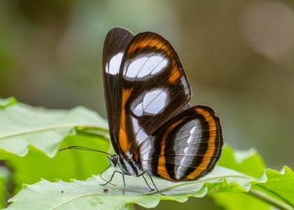 The butterfly Vila emilia photographed in Ecuador