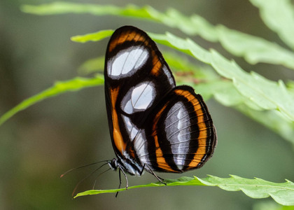 The butterfly Vila emilia photographed in Ishpingo Pakcha,Ecuador