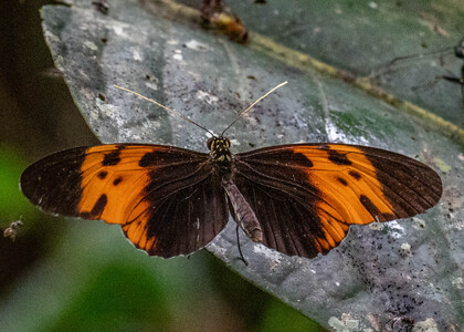 The butterfly Heliconius numata bicoloratus photographed in Ecuador