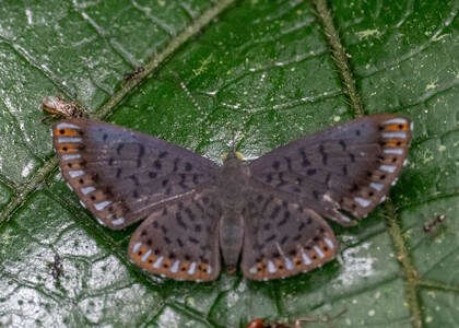 The butterfly Metacharis lucius photographed in Ecuador