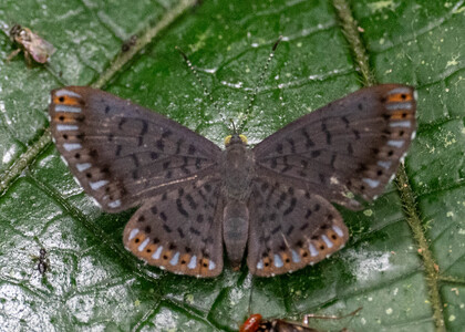 The butterfly Metacharis lucius photographed in Ecuador