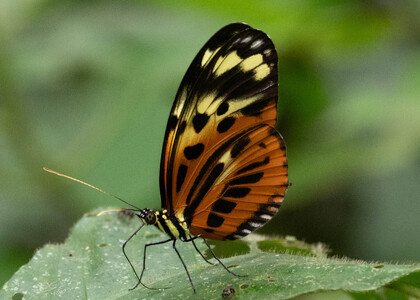 The butterfly Heliconius numata euphone photographed in Ecuador