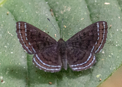 The butterfly Charis anius photographed in Ishpingo Pakcha,Ecuador