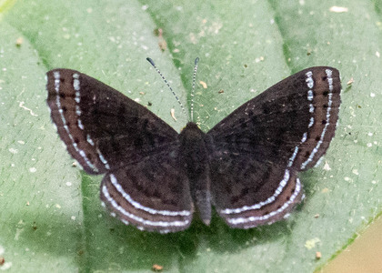 The butterfly Charis anius photographed in Ecuador