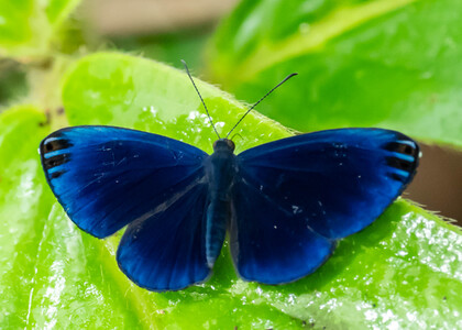 The butterfly Metacharis regalis indissimilis photographed in Ecuador