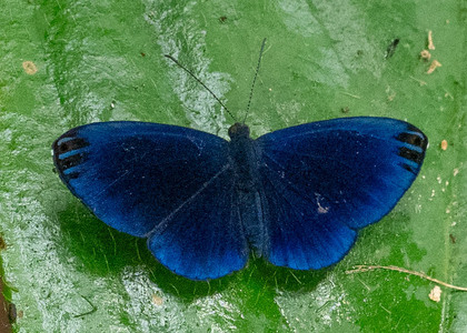 The butterfly Metacharis regalis indissimilis photographed in Ecuador
