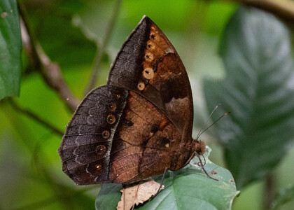 The butterfly Taygetis mermeria photographed in Ishpingo Pakcha,Ecuador