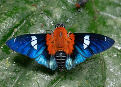 The butterfly Yanguna thelersa photographed in Ecuador