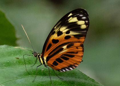 The butterfly Heliconius numata euphone photographed in Ecuador