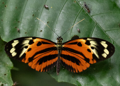The butterfly Heliconius numata euphone photographed in Ecuador