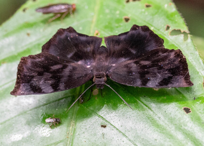 The butterfly Achlyodes busirus heros photographed in Ishpingo Pakcha,Ecuador