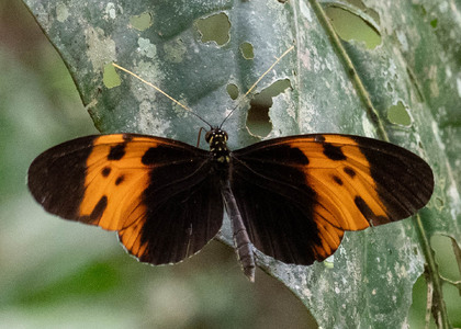 The butterfly Heliconius numata bicoloratus photographed in Ishpingo Pakcha,Ecuador