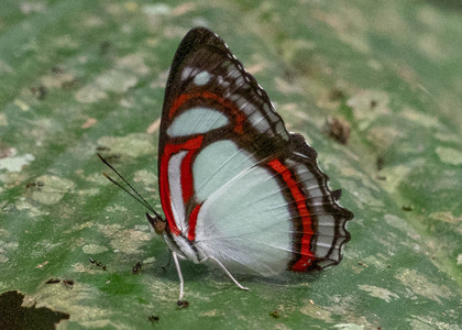 The butterfly Pyrrhogyra otolais olivenca photographed in Ecuador