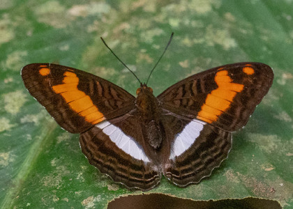 The butterfly Adelpha jordani photographed in Ishpingo Pakcha,Ecuador