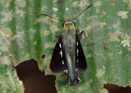 The butterfly Narcosius photographed in Ecuador