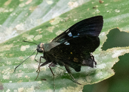 The butterfly Narcosius photographed in Ishpingo Pakcha,Ecuador