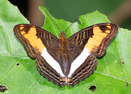 The butterfly Adelpha capucinus capucinus photographed in Ishpingo Pakcha,Ecuador