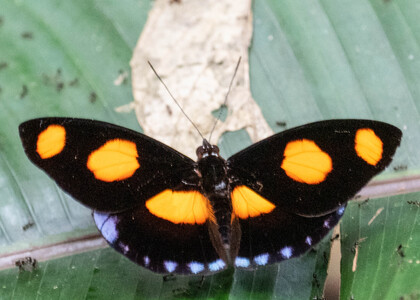 The butterfly Catonephele numilia photographed in Ishpingo Pakcha,Ecuador