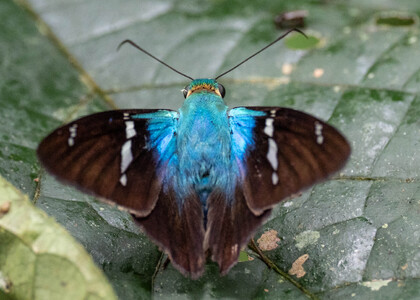 The butterfly Urbanus tucuti photographed in Ishpingo Pakcha,Ecuador