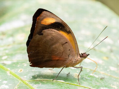The butterfly Catonephele numilia photographed in Ecuador
