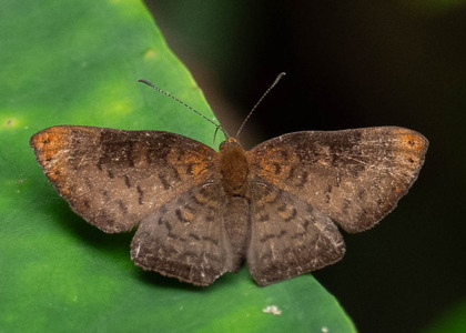 The butterfly Emesis temesa photographed in Ecuador