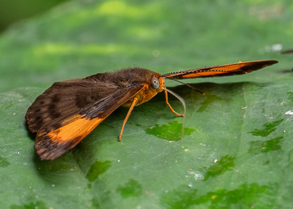 The butterfly Emesis heteroclita photographed in Ecuador