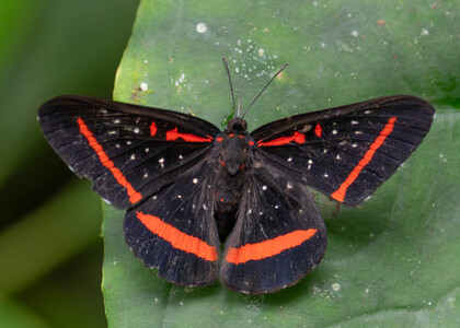 The butterfly Amarynthis meneria photographed in Ecuador