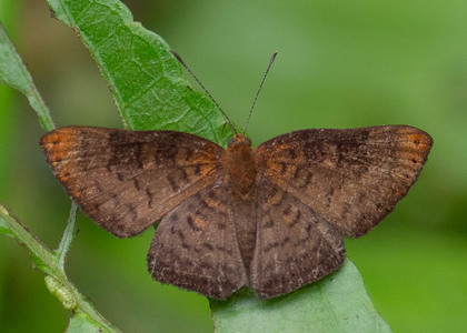 The butterfly Emesis temesa photographed in Ishpingo Pakcha,Ecuador