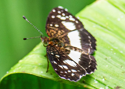 The butterfly Castilia ofella photographed in Ecuador