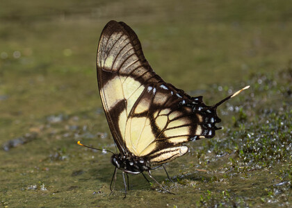 The butterfly Eurytides dolicaon photographed in Ecuador