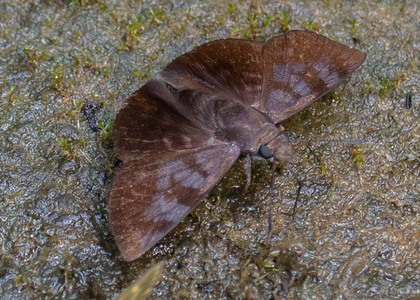 The butterfly Pellicia costimacula photographed in Ishpingo Pakcha,Ecuador