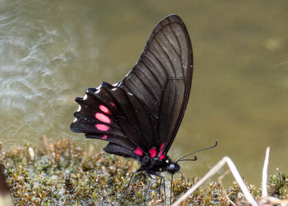 The butterfly Eurytides ariarathes photographed in Ishpingo Pakcha,Ecuador