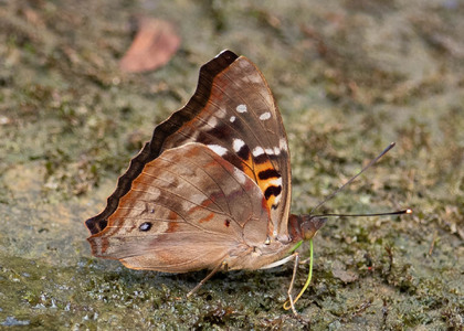 The butterfly Doxocopa agathina photographed in Ecuador